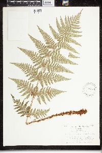Dryopteris campyloptera image