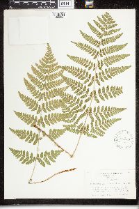 Dryopteris campyloptera image