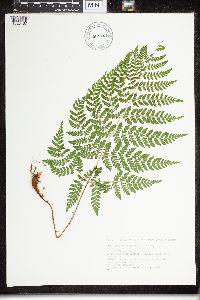 Dryopteris campyloptera image