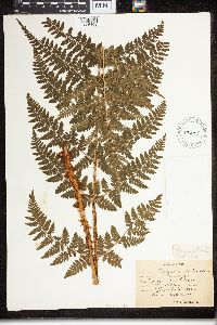Dryopteris campyloptera image