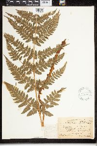 Dryopteris campyloptera image