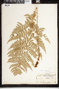 Dryopteris campyloptera image