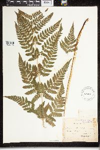Dryopteris campyloptera image