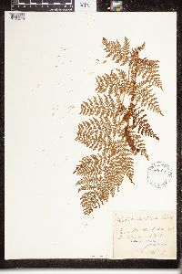 Dryopteris campyloptera image