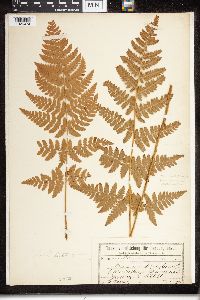 Dryopteris campyloptera image