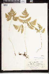 Phegopteris connectilis image