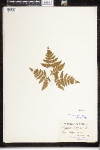 Phegopteris connectilis image