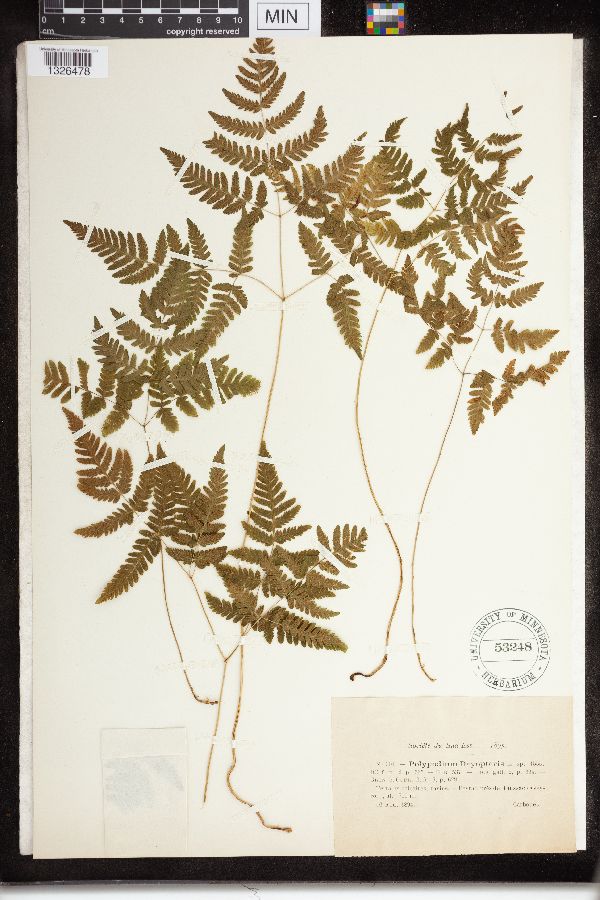 Polypodium dryopteris image