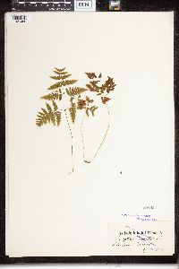 Phegopteris connectilis image