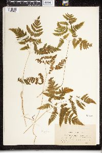 Phegopteris connectilis image