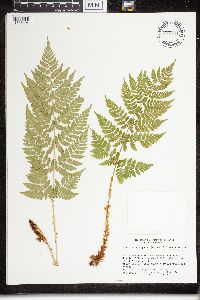 Dryopteris expansa image