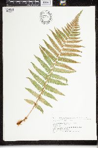 Dryopteris filix-mas image
