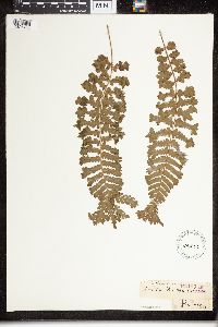 Dryopteris filix-mas image