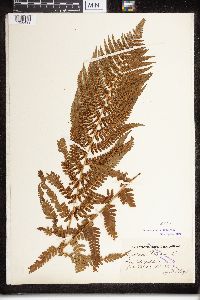 Dryopteris filix-mas image