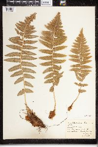 Dryopteris filix-mas image