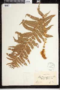 Dryopteris filix-mas image