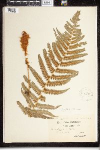 Dryopteris filix-mas image