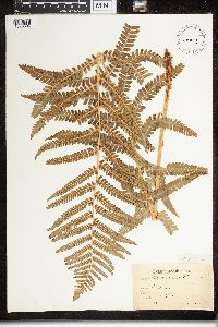 Dryopteris filix-mas image