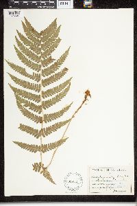 Dryopteris filix-mas image