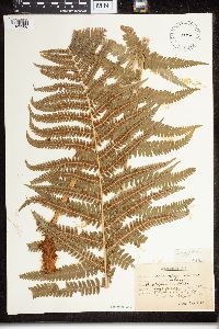 Dryopteris filix-mas image
