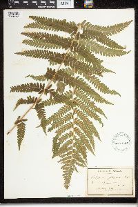 Dryopteris filix-mas image