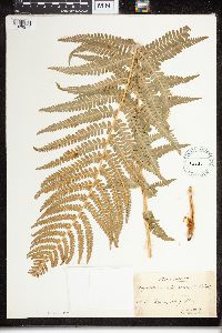 Dryopteris filix-mas image