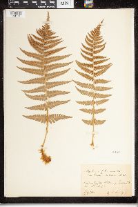 Dryopteris filix-mas image