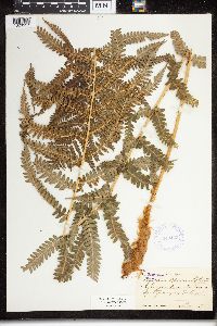 Dryopteris filix-mas image