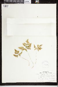 Media resource of Gymnocarpium dryopteris