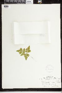 thumbnail image of current specimen