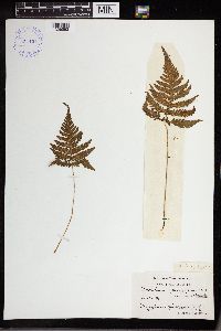 Phegopteris connectilis image