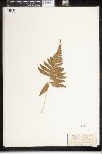 Phegopteris connectilis image