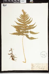 Phegopteris connectilis image