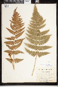 Dryopteris filix-mas image
