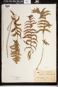 Thelypteris palustris var. pubescens image