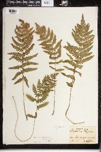 Thelypteris palustris var. pubescens image