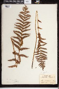 Thelypteris palustris var. pubescens image