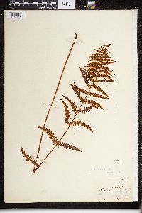 Thelypteris palustris var. pubescens image