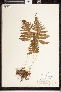 Phegopteris connectilis image