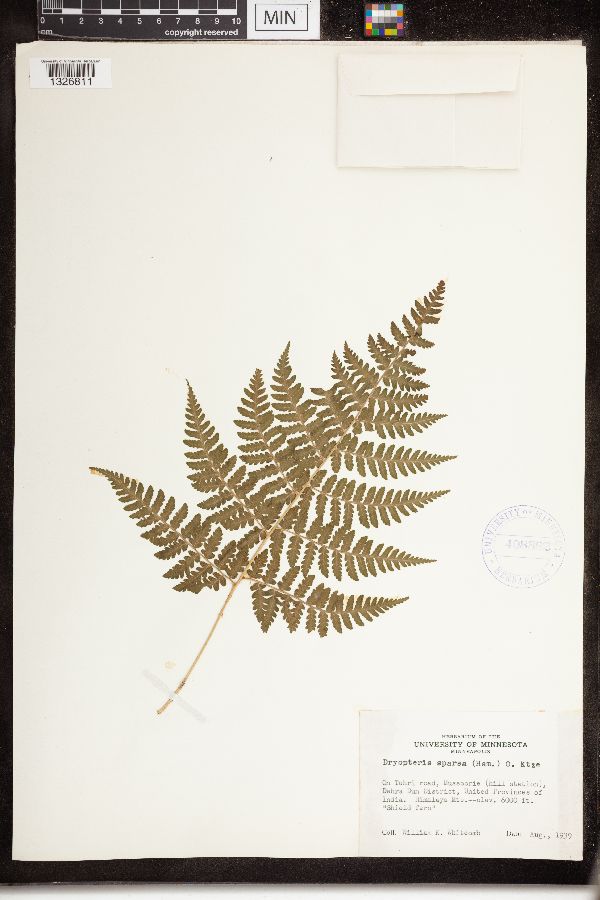 Dryopteris sparsa image