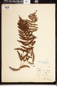 Thelypteris palustris var. pubescens image