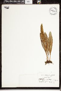 Image of Elaphoglossum affine