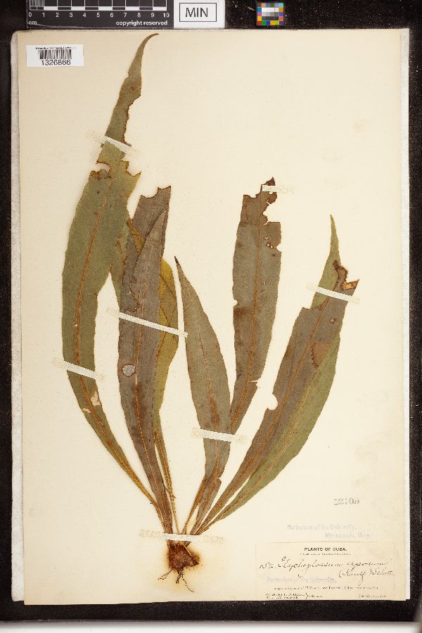 Elaphoglossum apodum image