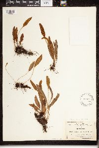 Image of Elaphoglossum araneosum