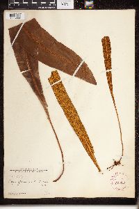 thumbnail image of current specimen