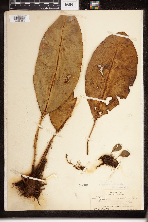 Elaphoglossum crinitum image
