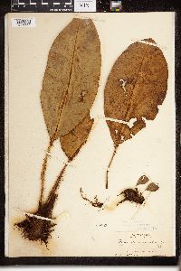 Image of Elaphoglossum crinitum