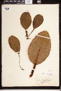 thumbnail image of current specimen