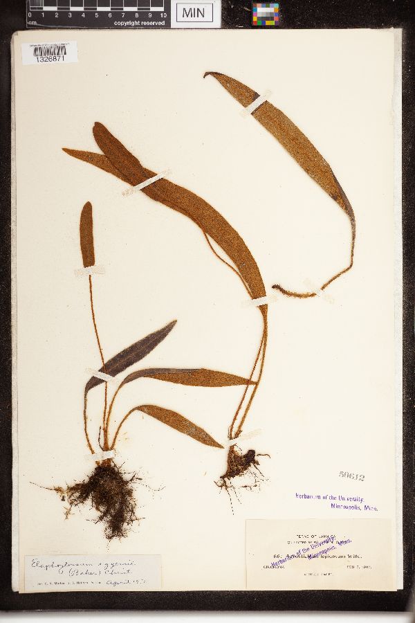 Elaphoglossum eggersii image