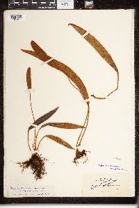 Image of Elaphoglossum eggersii